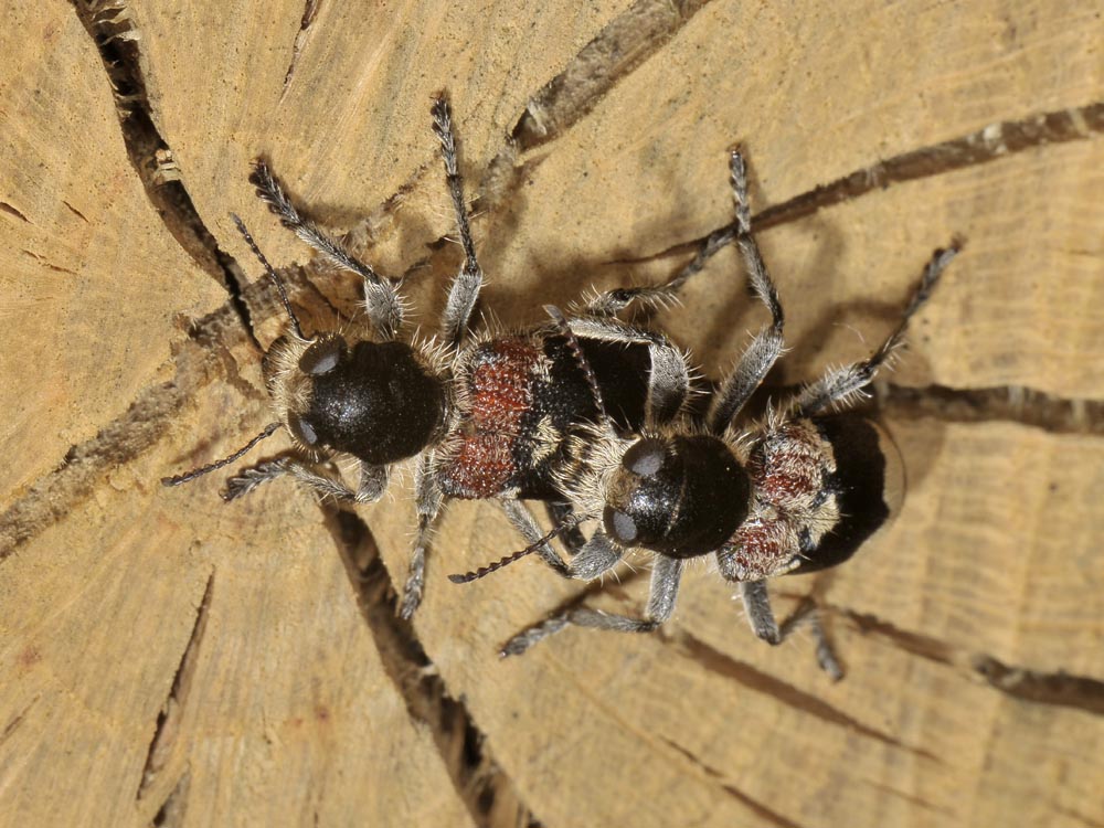 Clerus mutillarius